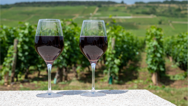 Exploring Bourgogne : A Region Full of Delicious Wines